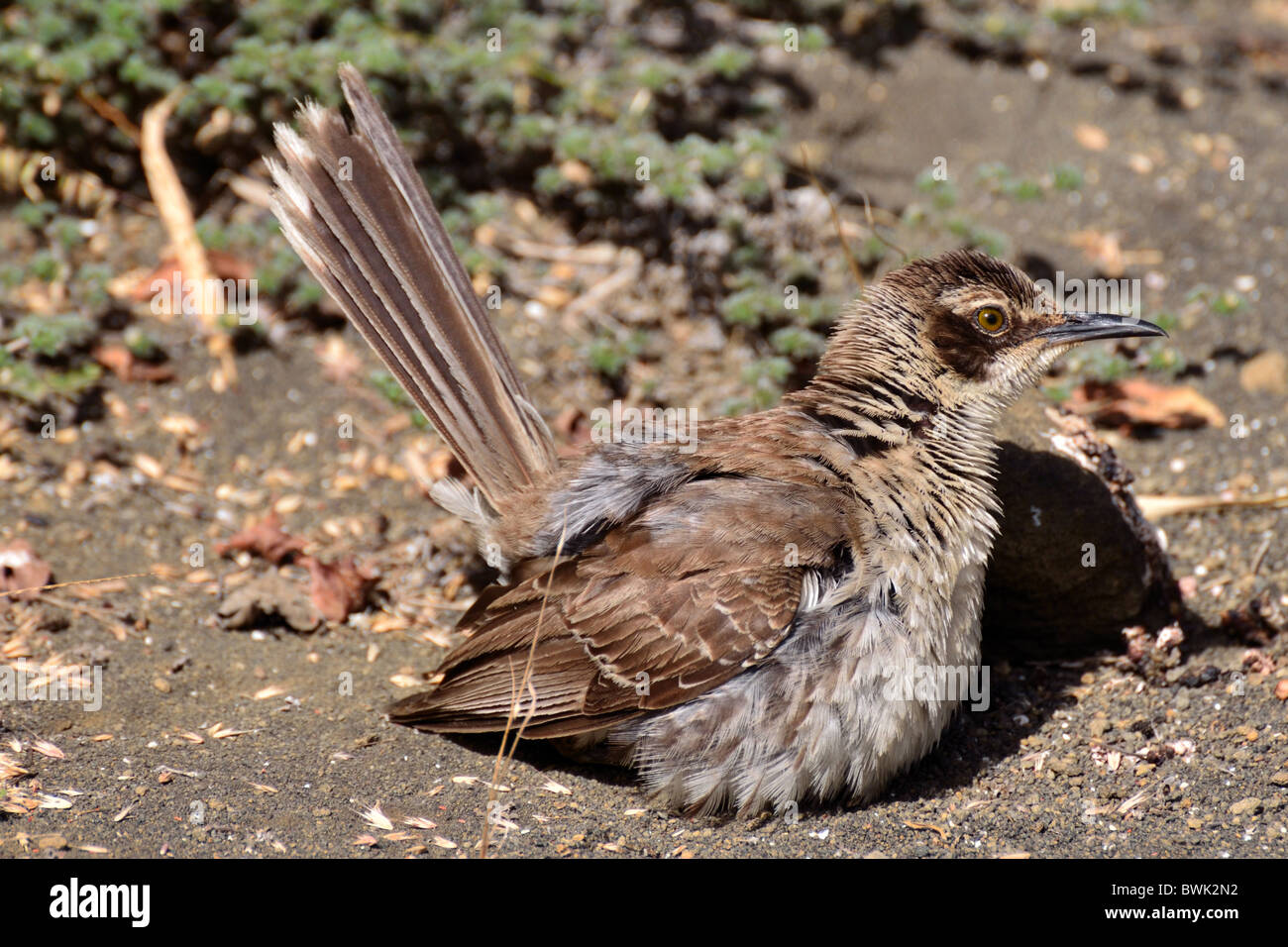 Le Galapagos Mockingbird seduto a terra Foto Stock