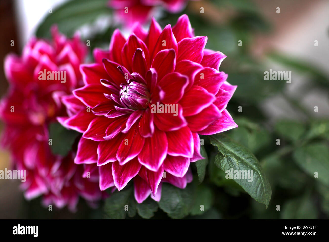 Una rosa di fiore in fiore a Lijiang Old Town, nella provincia dello Yunnan  in Cina Foto stock - Alamy