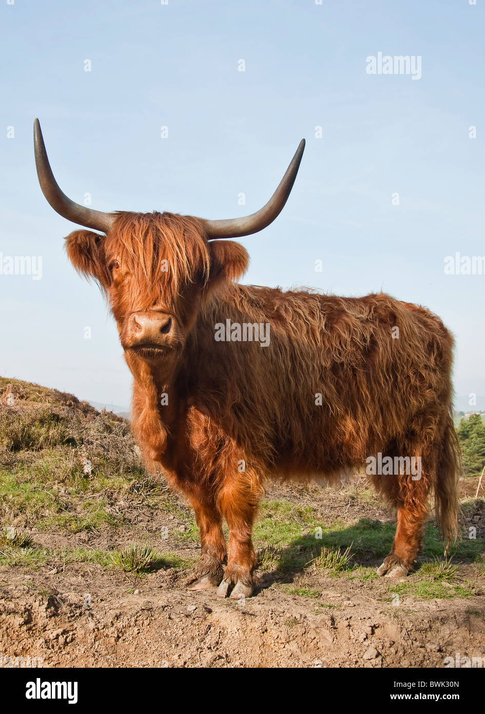 Single Highland mucca in piedi faccia in avanti contro un cielo blu sullo sfondo Foto Stock
