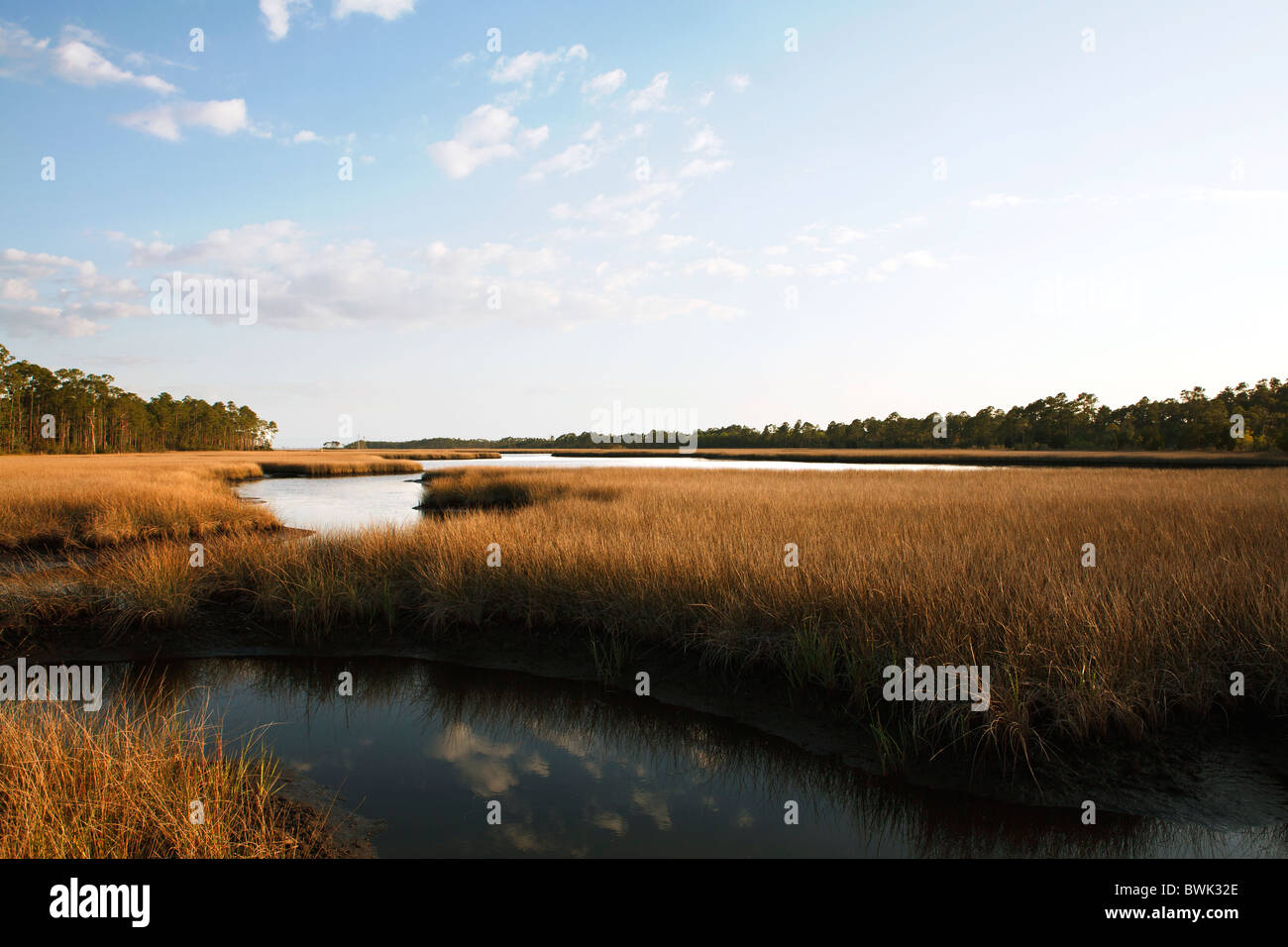 Canne e acqua riflettente in una florida Salt Marsh. Costa del Golfo, Florida. Foto Stock