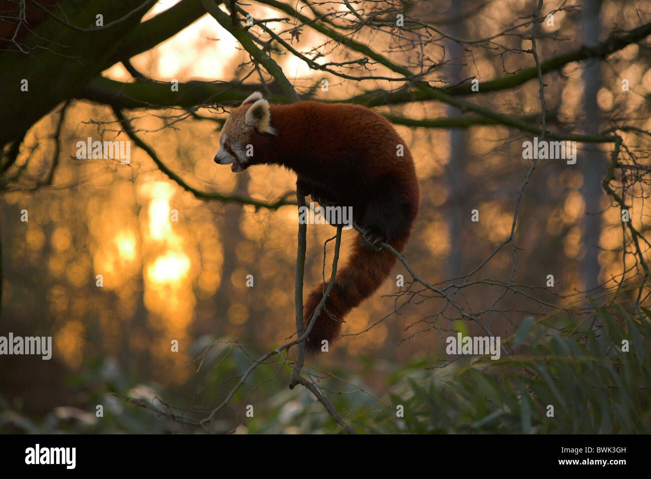 Close up di un panda rosso (Ailurus fulgens, o 'shining cat') Foto Stock