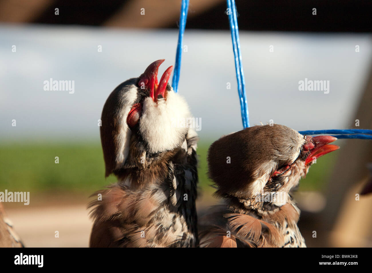 Pernici ucciso in un gioco bird shoot, Cambridgeshire, Regno Unito Foto Stock