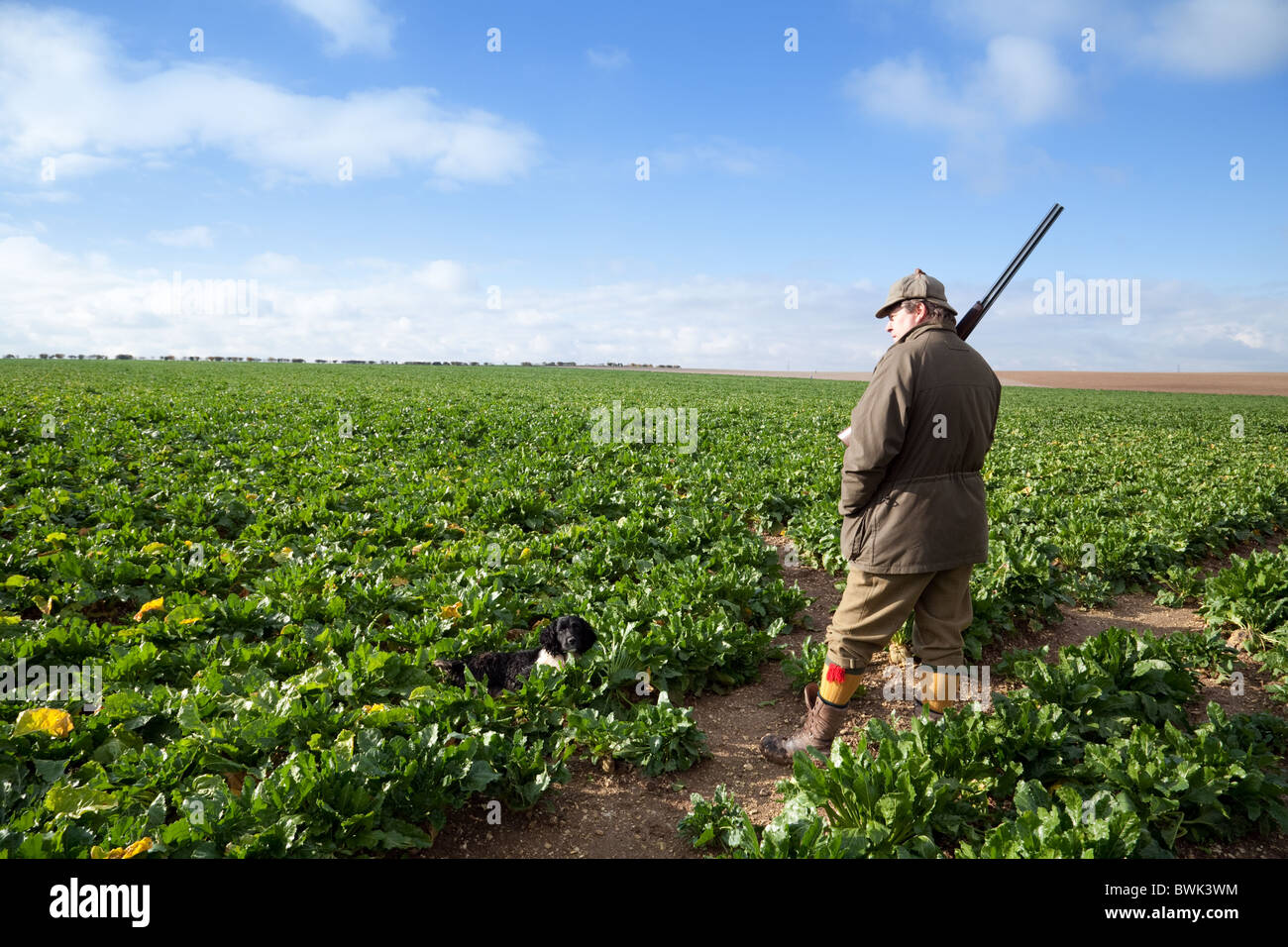 Un sparatutto (pistola) e il suo gundog in attesa della selvaggina di penna in aumento in un campo di barbabietole da zucchero, su un germoglio, Cambridgeshire, Regno Unito Foto Stock