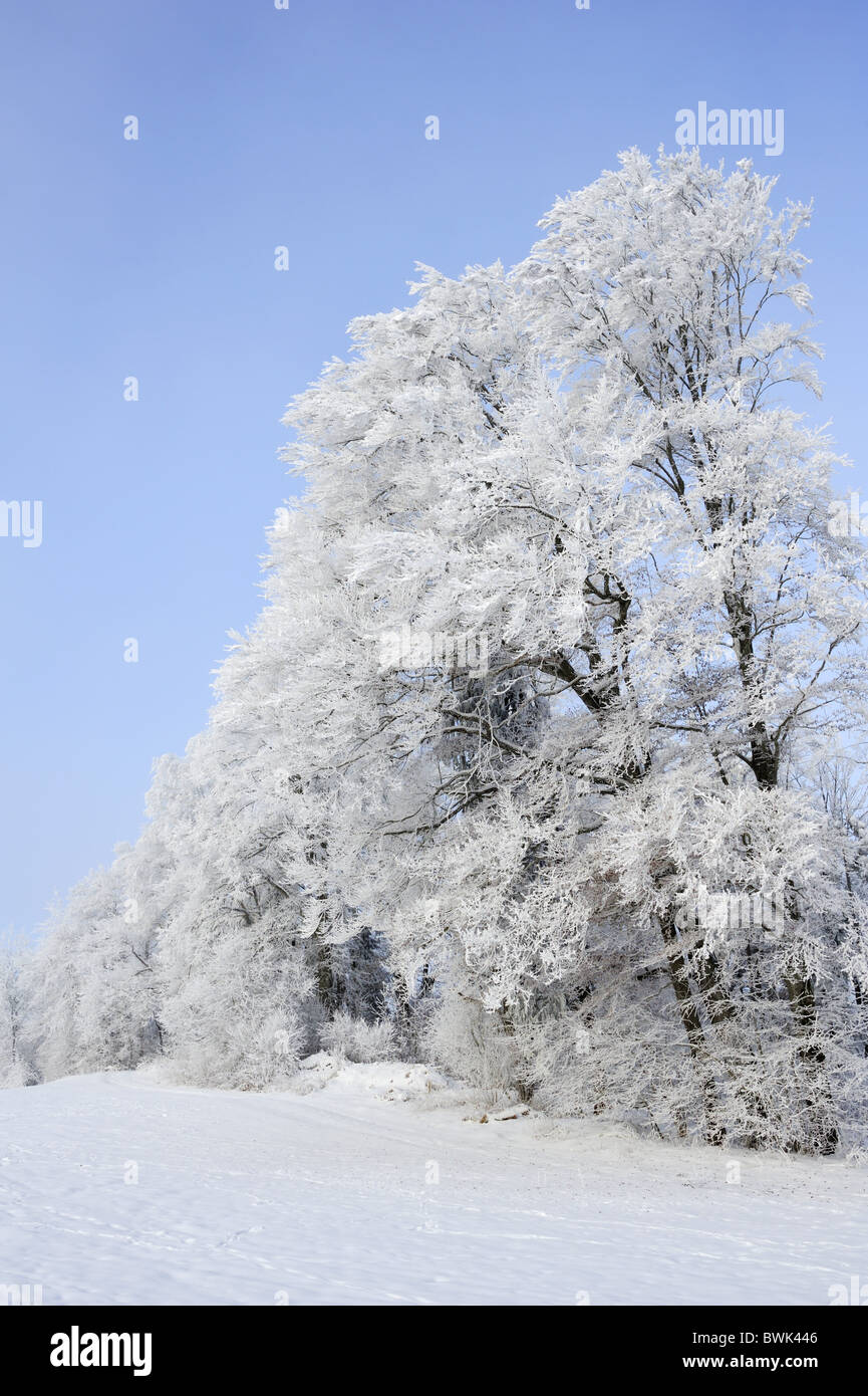 Bordo della foresta con coperta di neve faggi, lago Tegernsee, Alta Baviera, Baviera, Germania Foto Stock