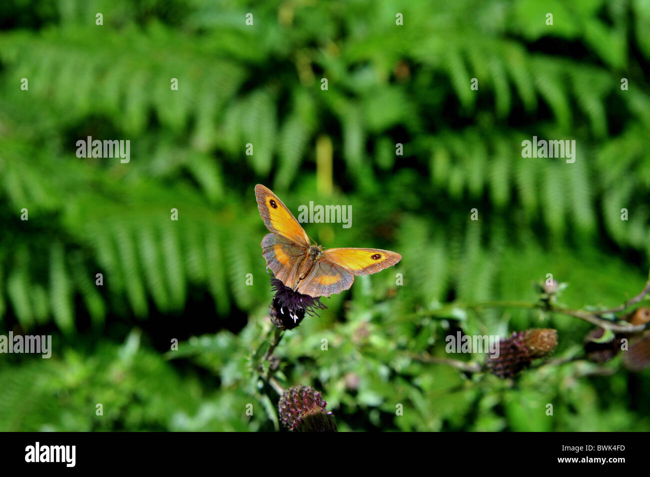 Hedge maschio marrone butterfly Foto Stock