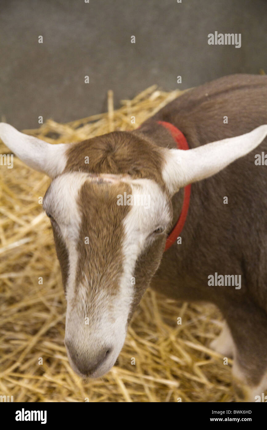 Toggenburg capra nella penna di paglia Foto Stock