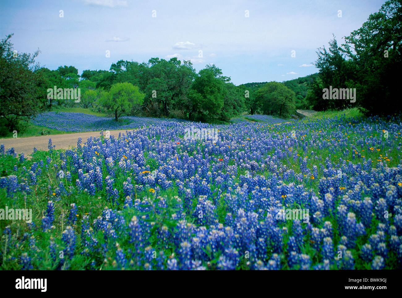 Scenario natura fiori di prato di fiori blu di lupini dolci usa america
