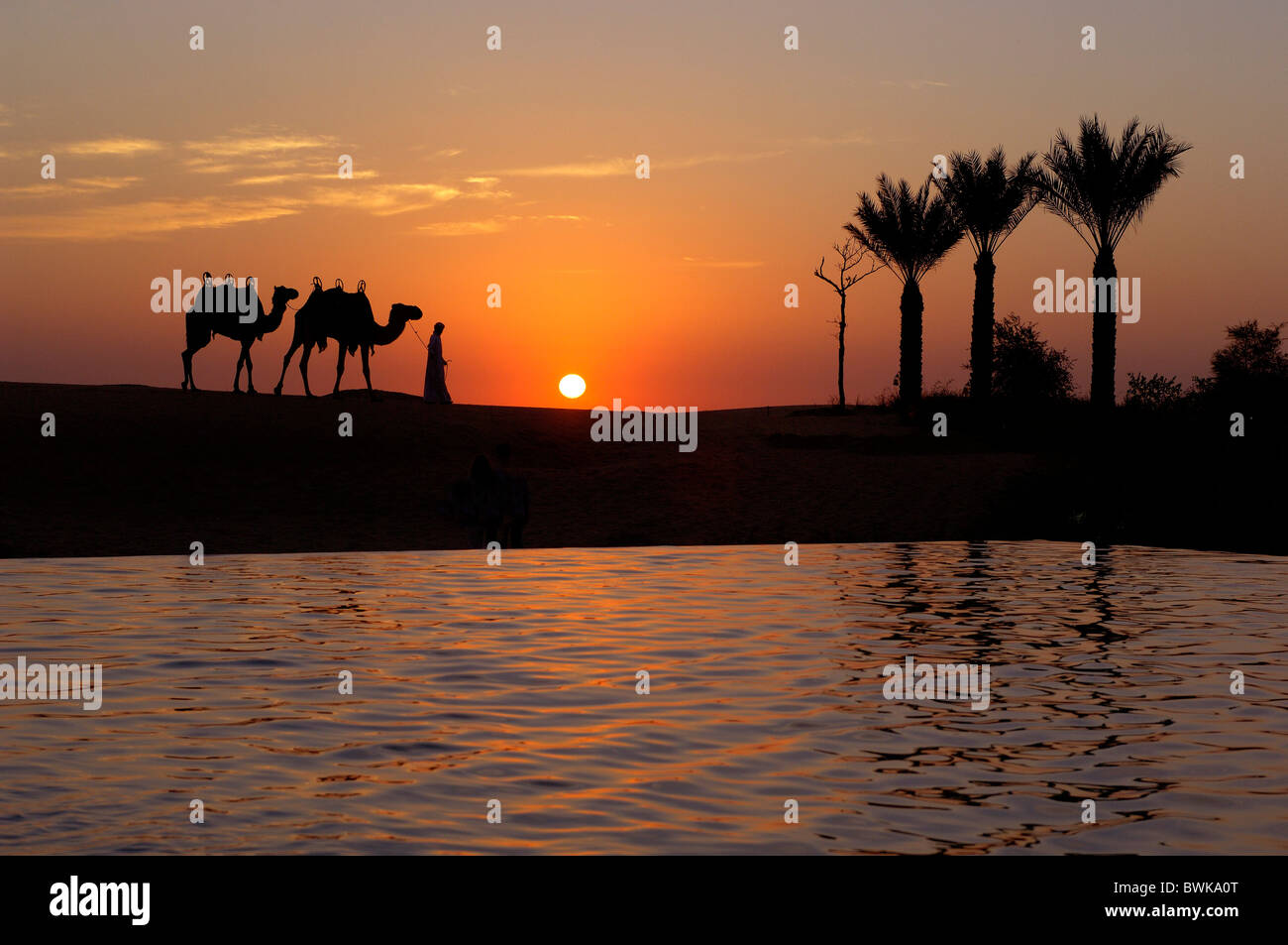 Silhouette Silhouette di cammelli cammello uomo palme acqua umore al tramonto tramonto crepuscolo deserto piscina Jumeirah Bab a Foto Stock