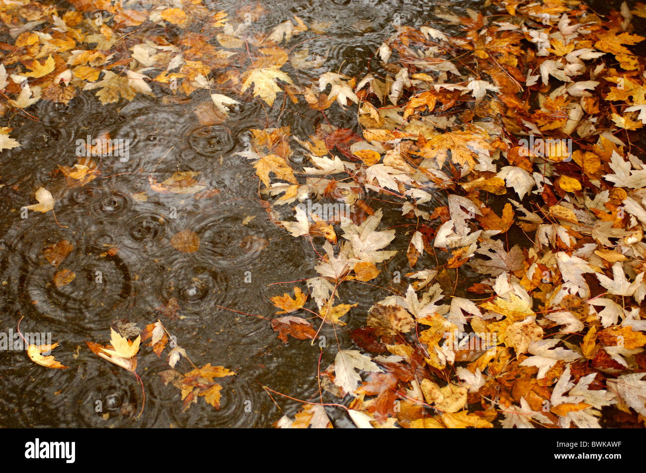 Il fogliame di autunno fogli lascia il maltempo piogge il legno della foresta di acqua di pioggia wet weather estate indiana Edmun Foto Stock