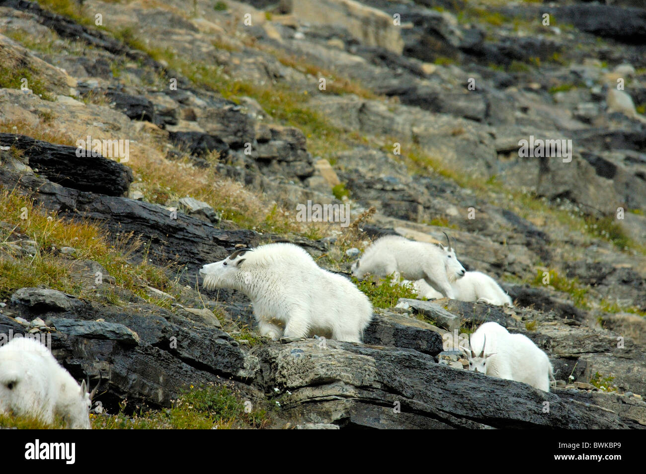 Capre di montagna capra Oreamnos americanus gruppo di animali montagne Montagne Rocciose Canada America del Nord Foto Stock