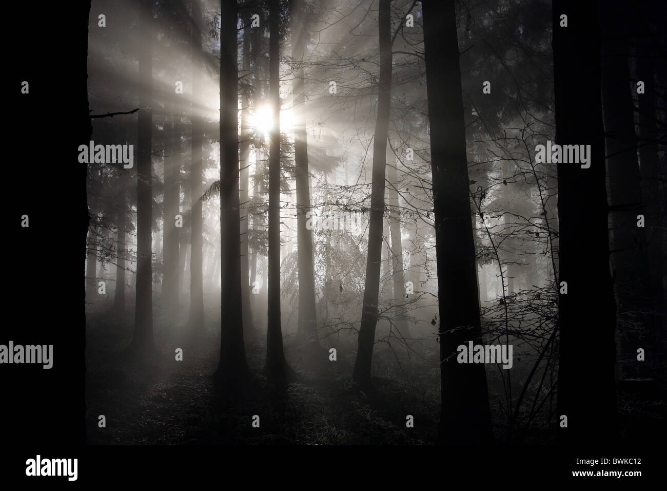 Foresta di legno nebbia sun natura fasci di raggi inverno cupo cupo sagome delinea i raggi di sole raggi di sole Foto Stock