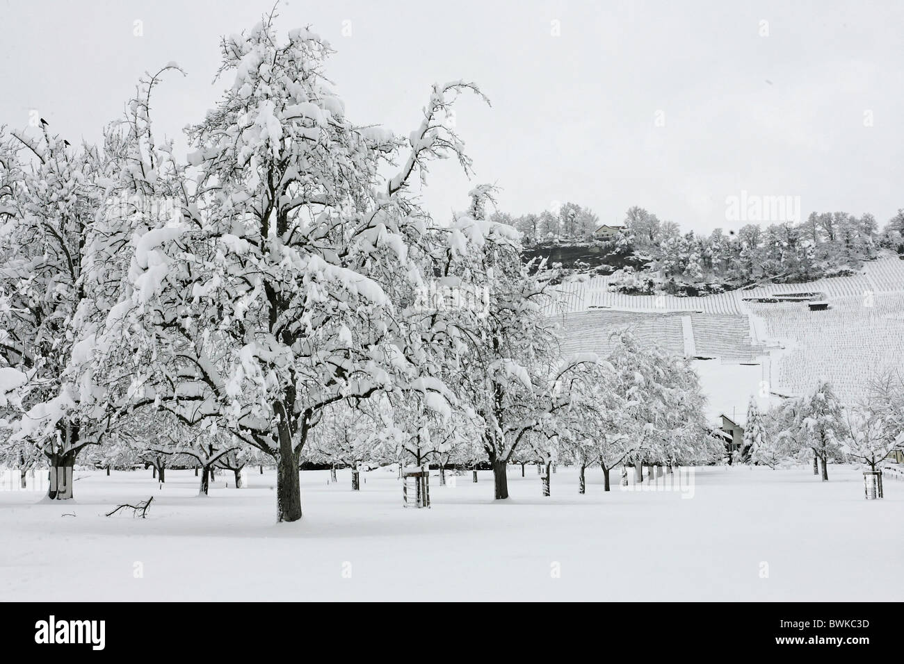 Thal Feldmoos inverno coperto di neve Snowbound innevato paesaggio paesaggio alberi da frutto canton San Gallo Swit Foto Stock