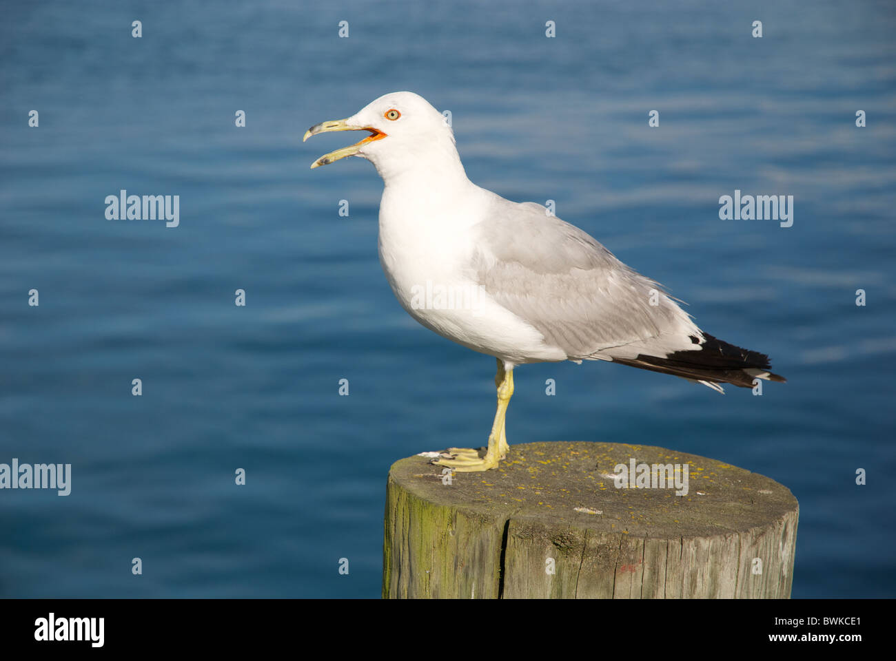 Seagull nell Isola di Mackinaw, MI, Stati Uniti d'America Foto Stock