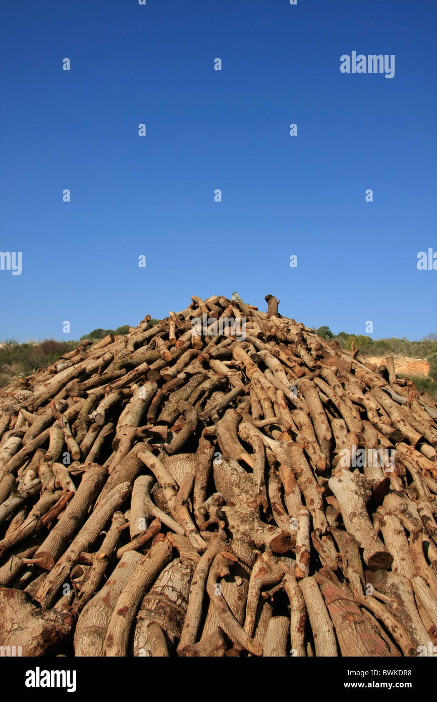 Carbone di legna rendendo sito in Samaria Foto Stock