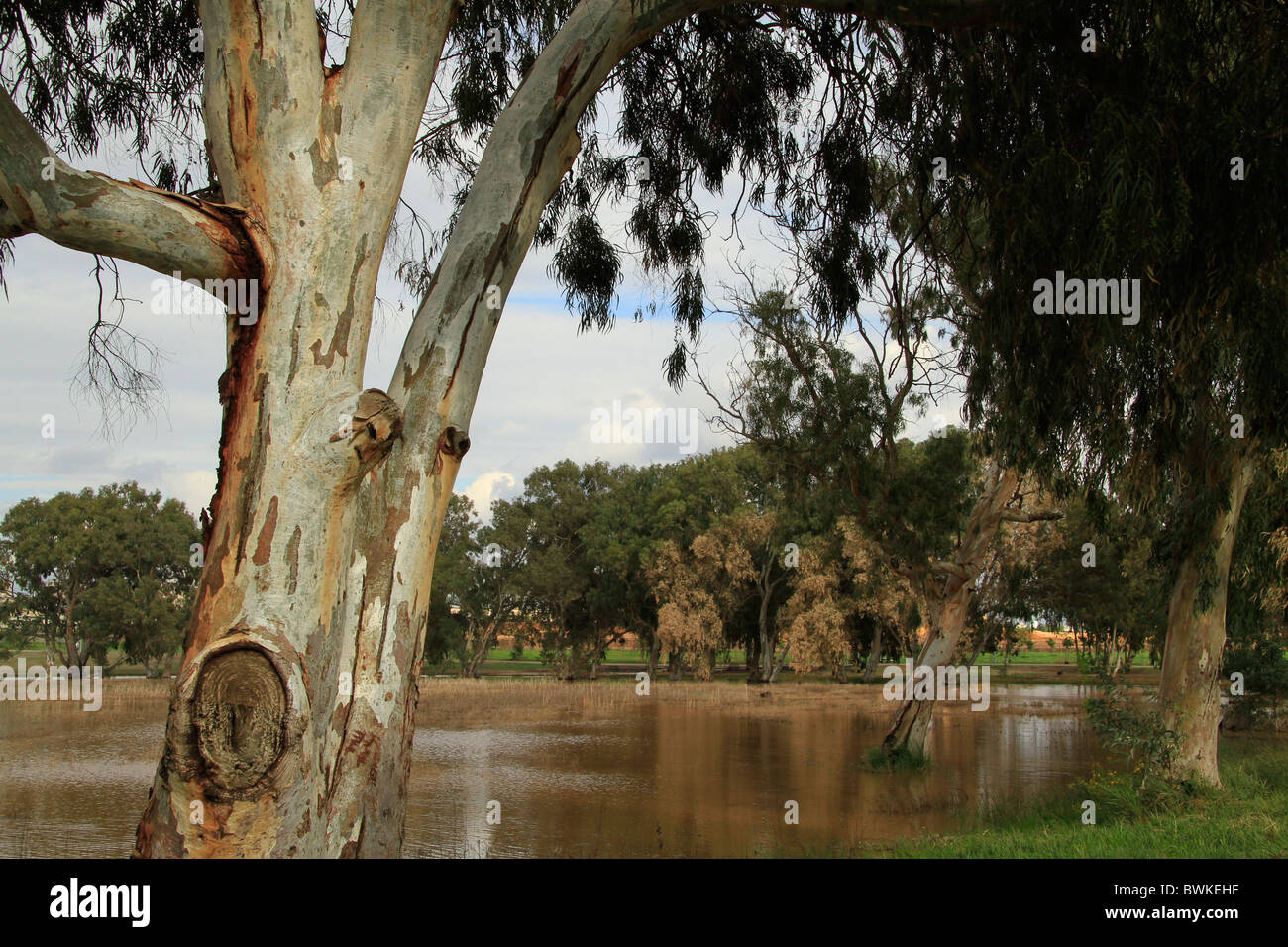 Israele, regione di Sharon, la pioggia in piscina a Netanya Foto Stock