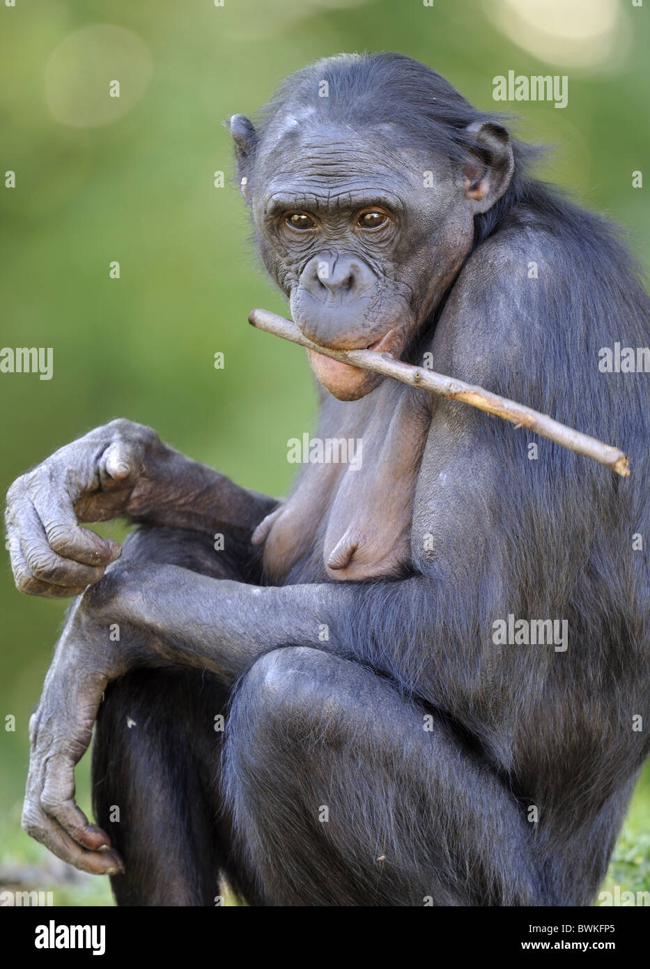 Bonobo - Nana - scimpanzé scimpanzé nano (Pan paniscus) femmina vecchia masticare un bastone Foto Stock
