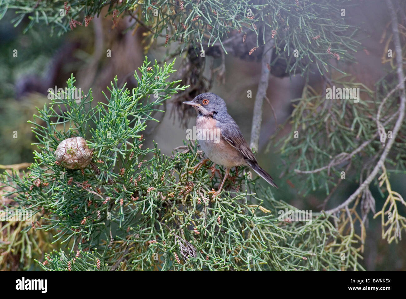 Weißbartgrasmücke / subalpini trillo Foto Stock