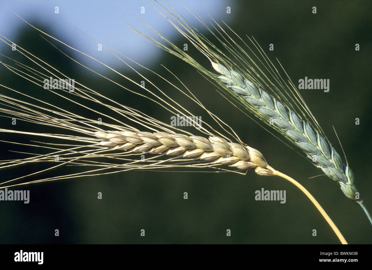 Il Farro (Triticum Dicoccum), maturi e Orecchio acerbo. Foto Stock