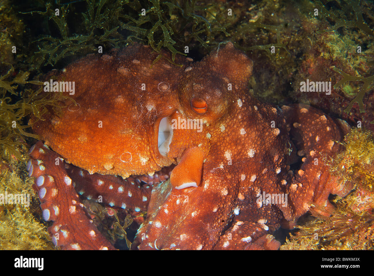 Erba di polpo, Octopus macropus (polpessa), Cephalopodae, S. Marinella, Italia, Mare Mediterraneo Foto Stock