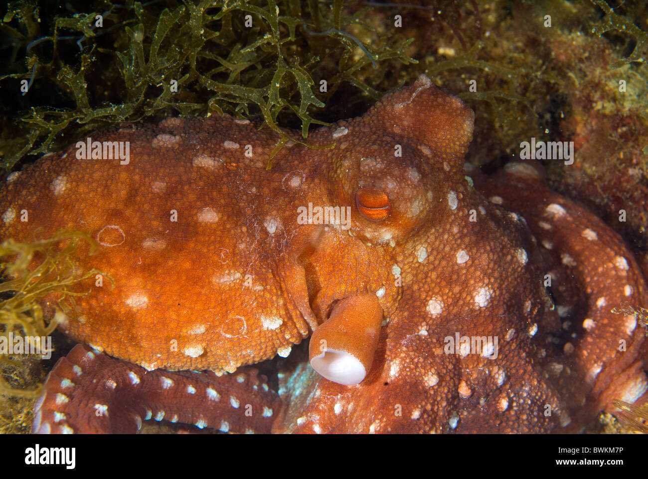 Erba di polpo, Octopus macropus (polpessa), Cephalopodae, S. Marinella, Italia, Mare Mediterraneo Foto Stock