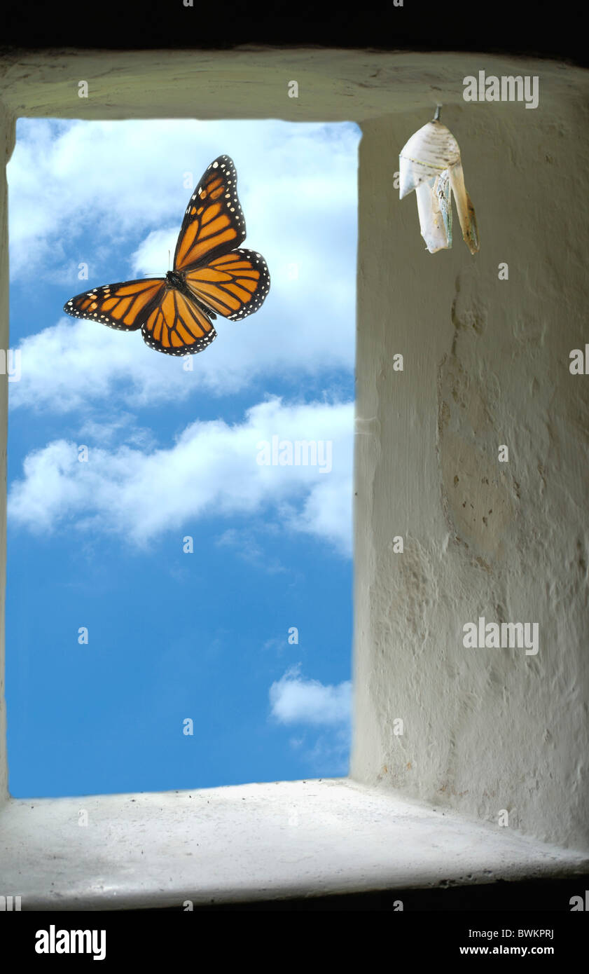 Appena schiuse butterfly Foto Stock