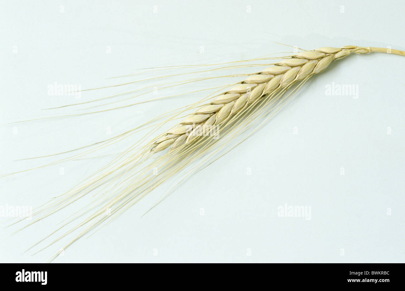 Il Farro (Triticum Dicoccum), mature orecchio, studio immagine. Foto Stock