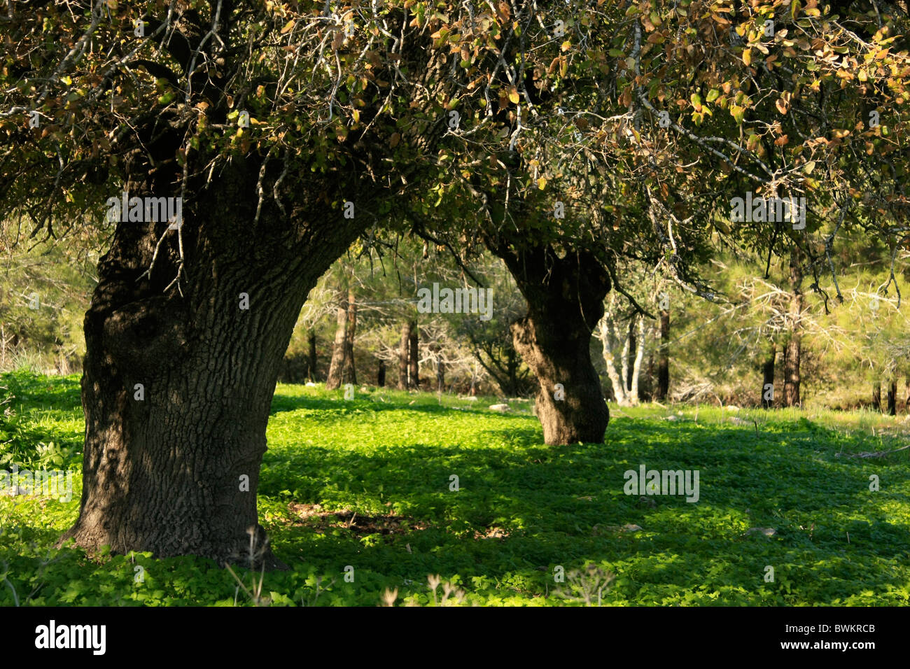 Israele, Menashe altezze. Il Monte Tabor quercia (Quercus ithaburensis) tree in Tel Alonim Foto Stock