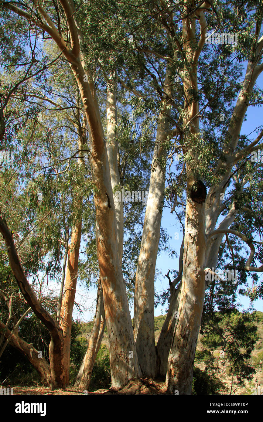 Israele, Galilea superiore, albero di eucalipto in Ein Meirav Foto Stock