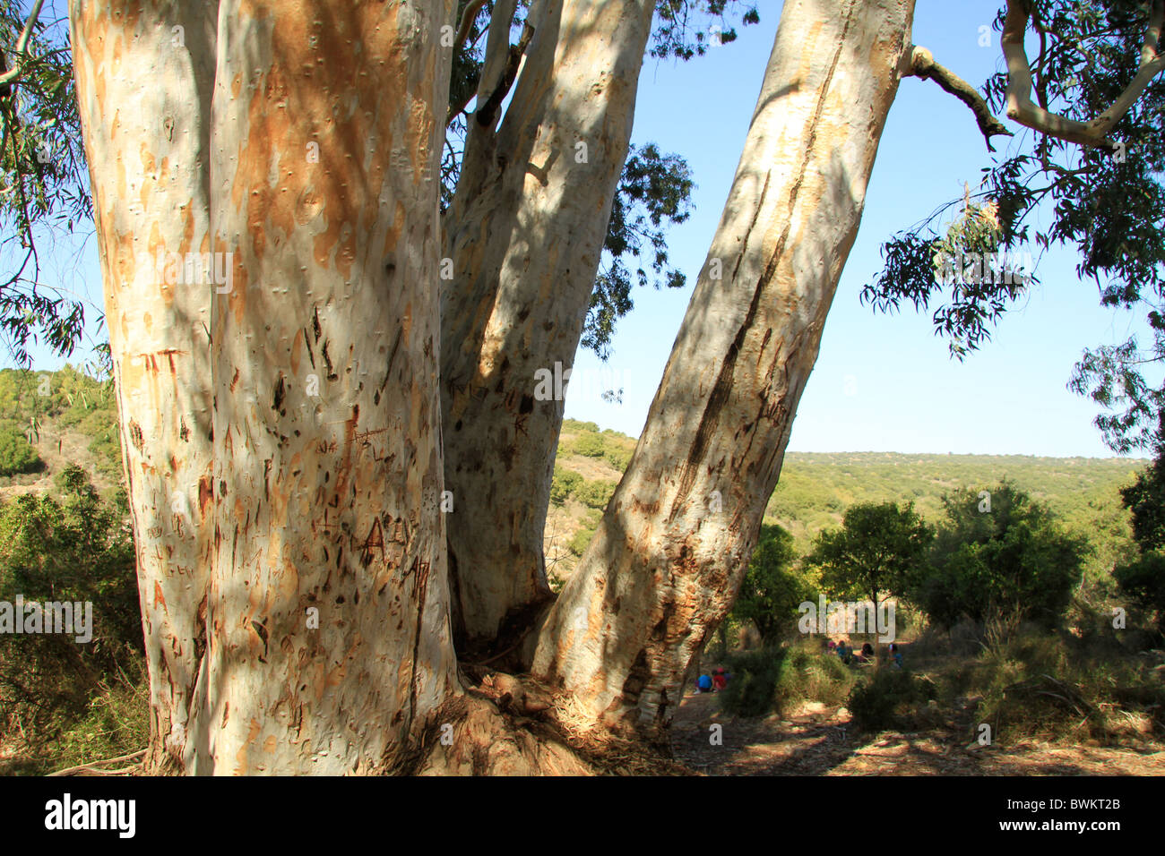 Israele, Galilea superiore, albero di eucalipto in Ein Meirav Foto Stock