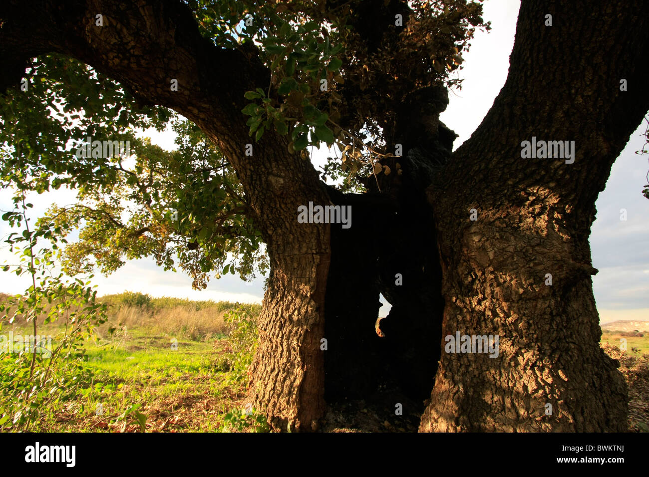 Iarael, regione di Sharon, Monte Tabor quercia (Quercus ithaburensis) tree in Taybe Foto Stock