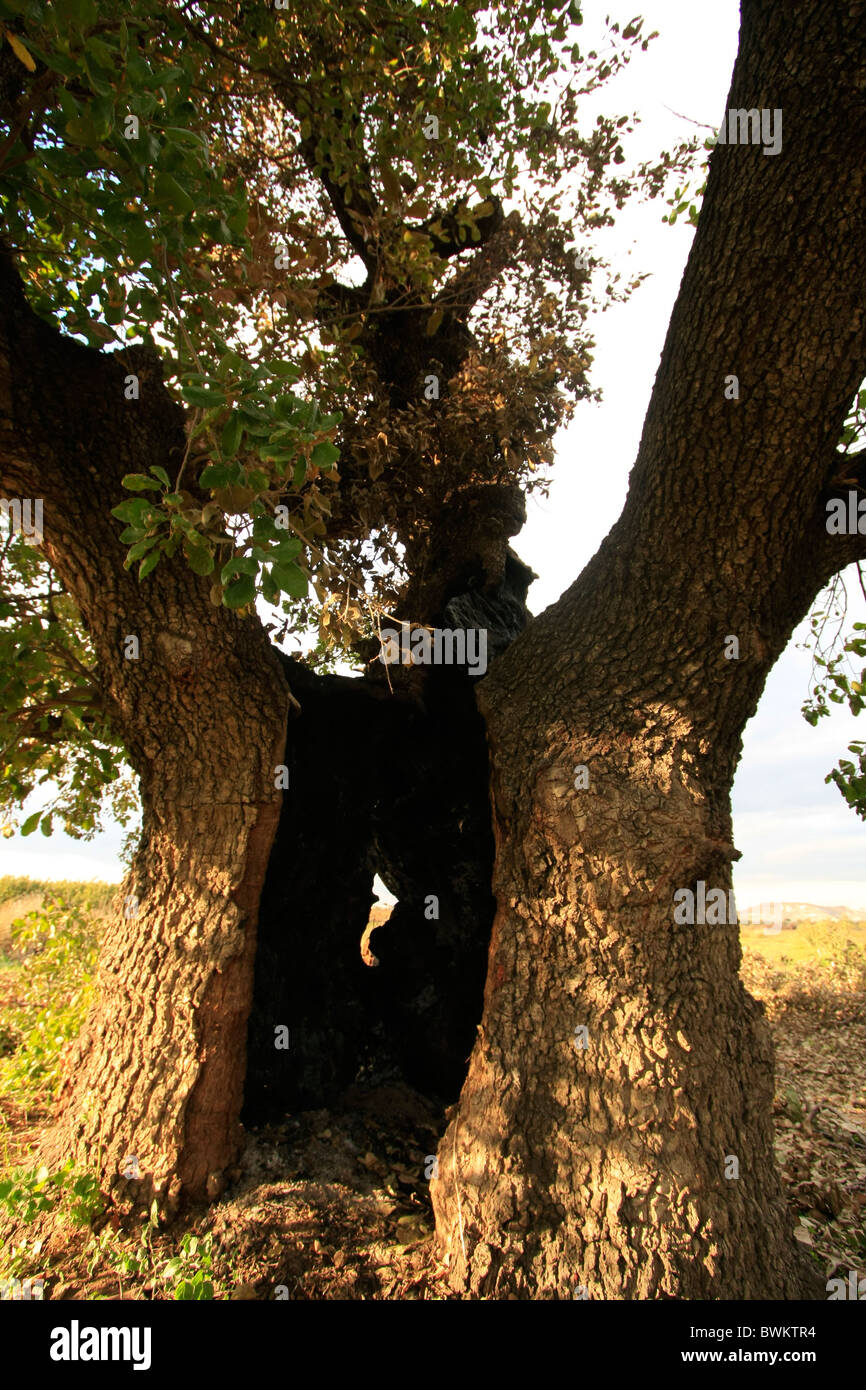 Iarael, regione di Sharon, Monte Tabor quercia (Quercus ithaburensis) tree in Taybe Foto Stock