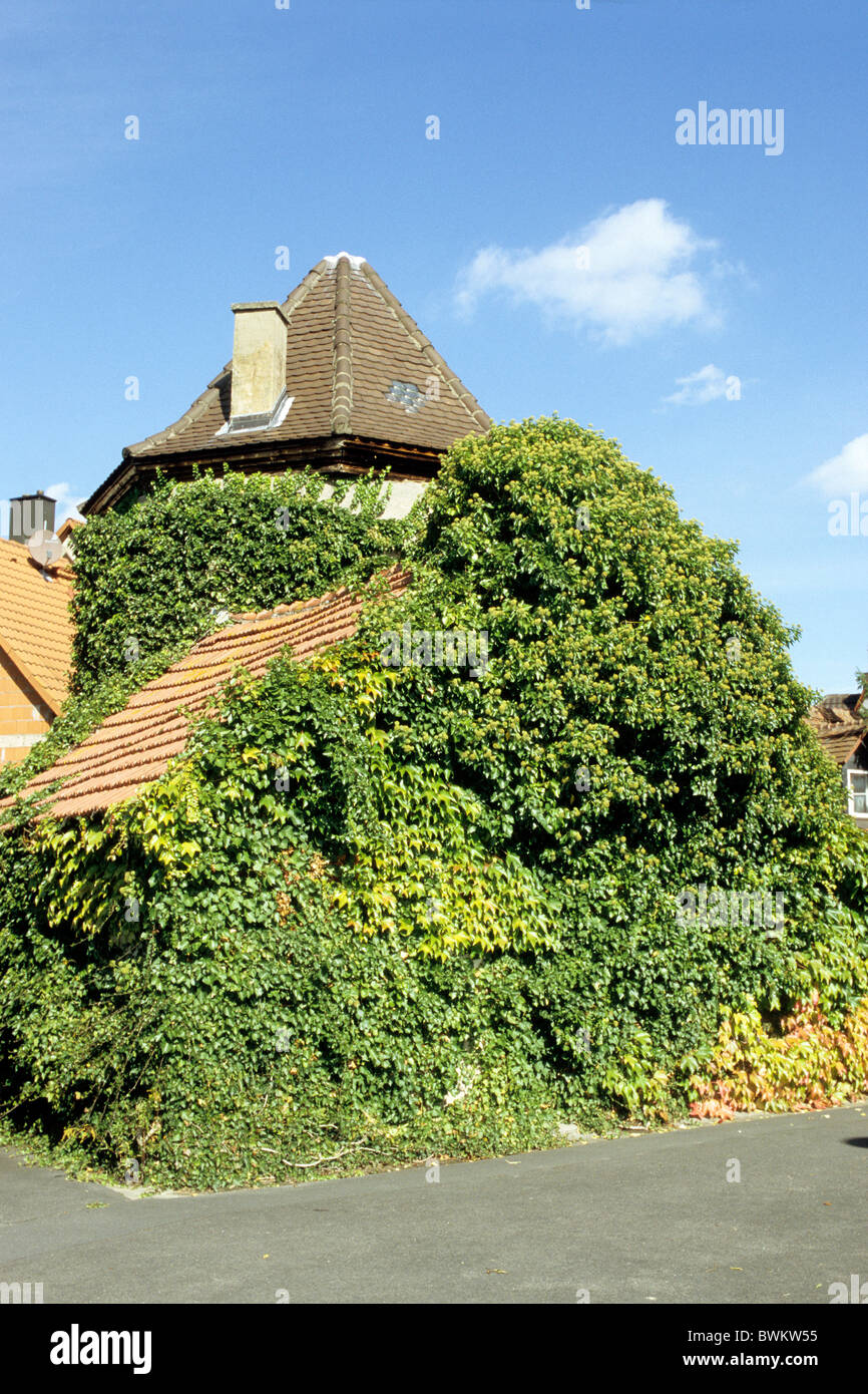 Comune di Edera, inglese (Edera Hedera helix) sulla crescita e su una casa di Baviera, Germania. Foto Stock