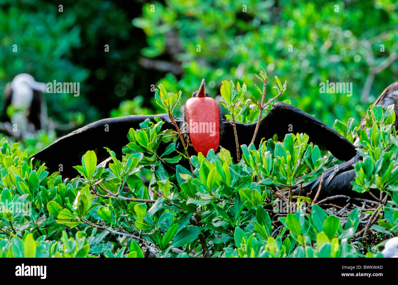 Venezuela sud America magnifica Fregata maschio Fregata magnificens Bird uccelli rossi visualizzazione Parque Naciona Foto Stock