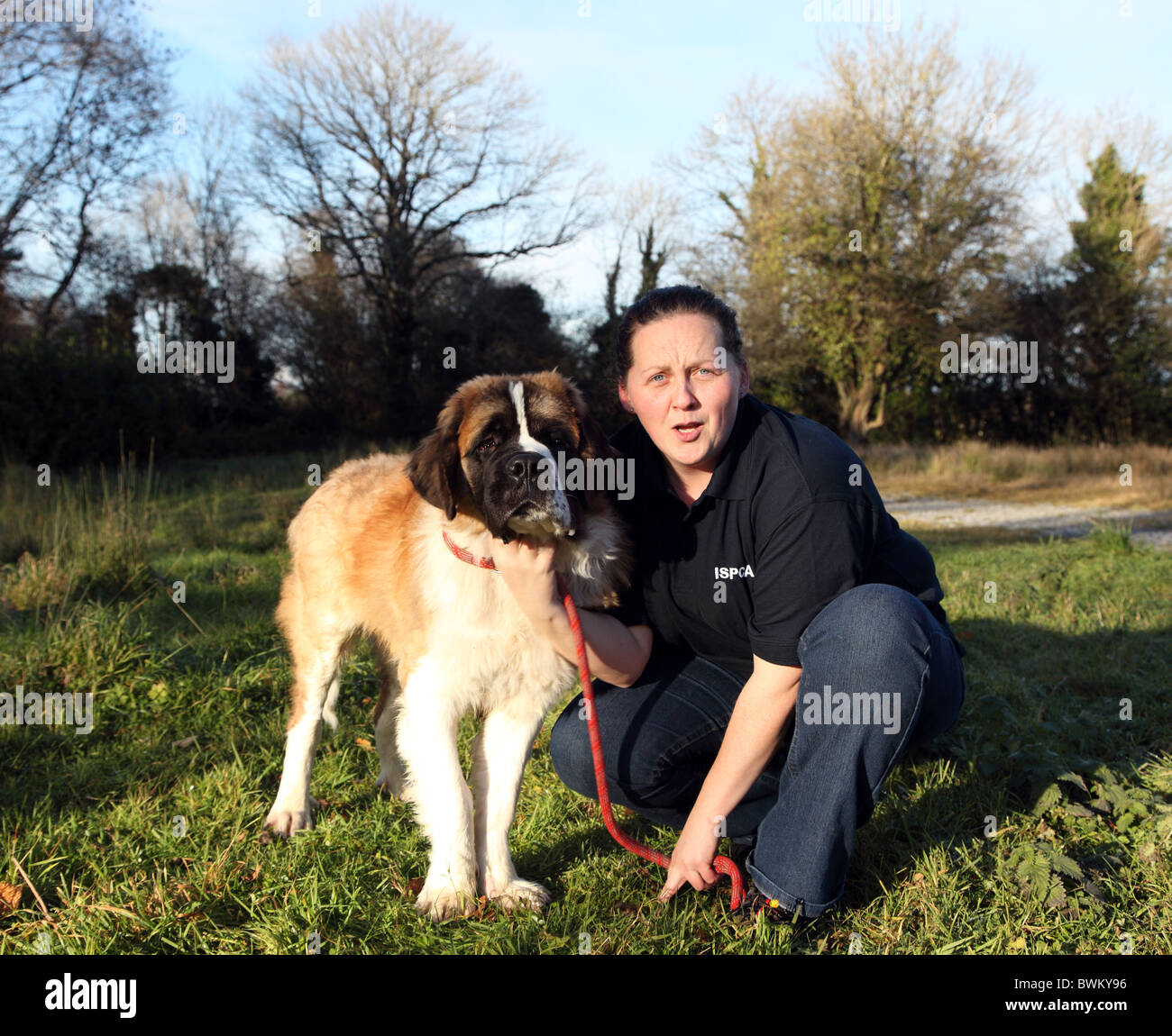 Edward, indesiderato St Bernard dog con kennelmaid Denise, ISPCA, Irlanda Foto Stock