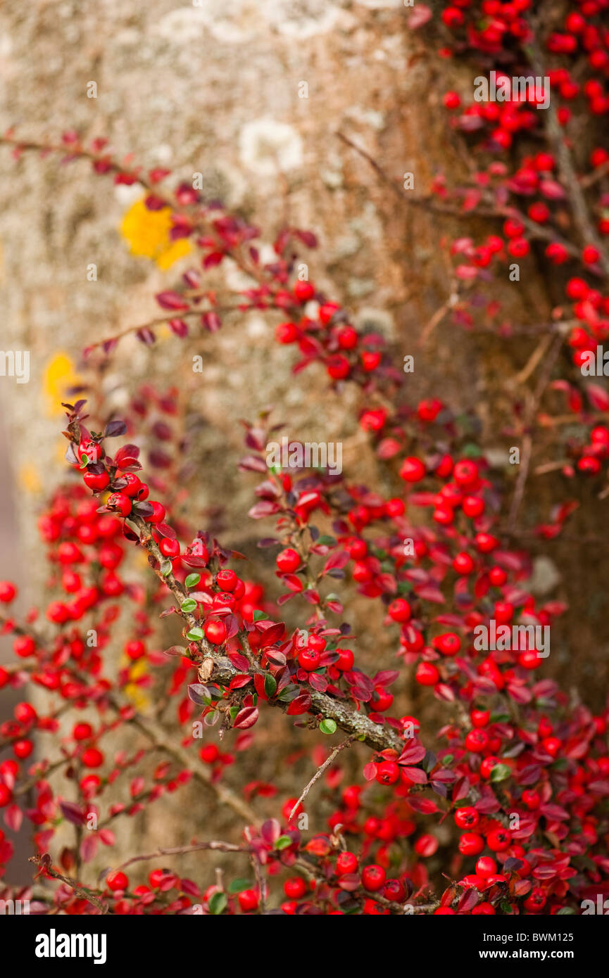 Cotoneaster foglie e frutti di bosco in autunno Foto Stock