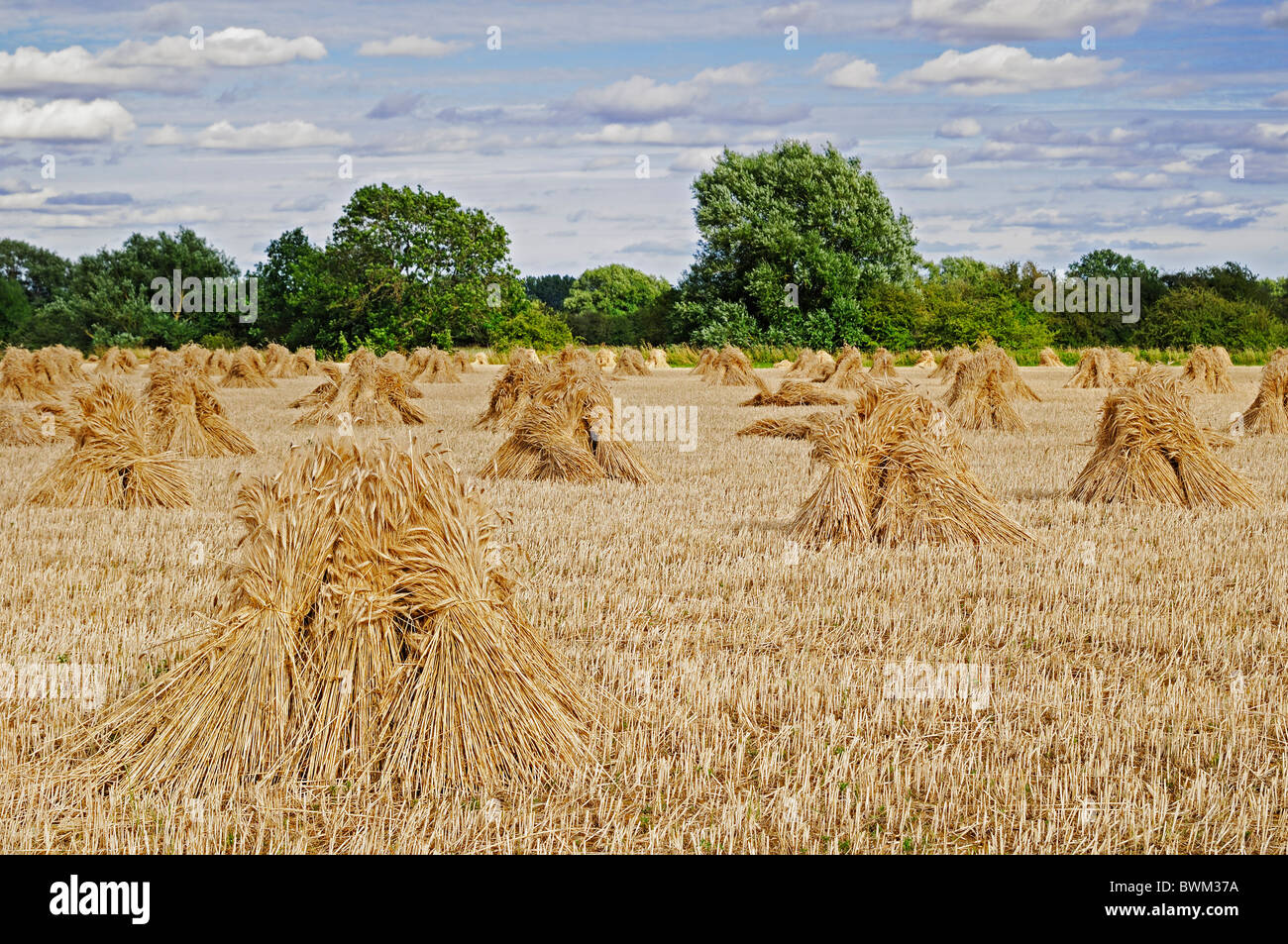 Per Wheatsheaves ricoprendo di paglia in un campo, Oxfordshire, Regno Unito. Foto Stock