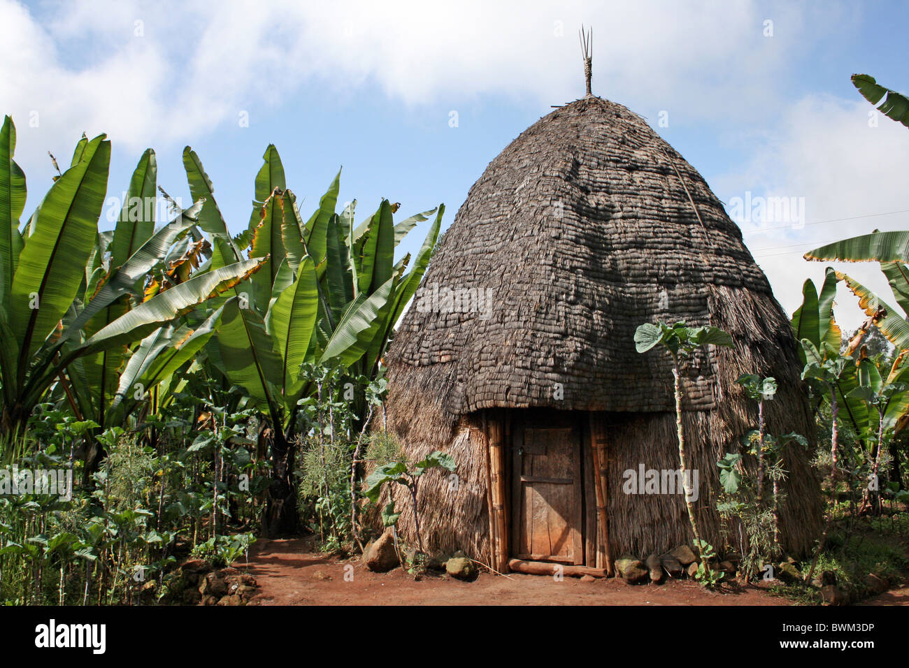 Dorze tradizionale Beehive Hut circondato da falsi Banana. Prese a Chencha, Valle dell'Omo, Etiopia Foto Stock