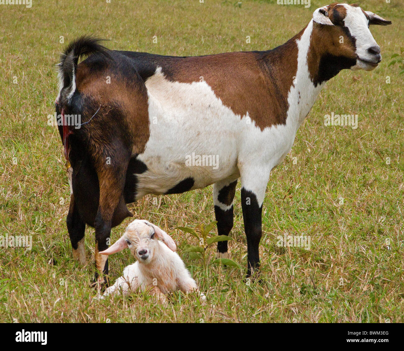 Un neonato di capra e madre, poco dopo la nascita. Foto Stock
