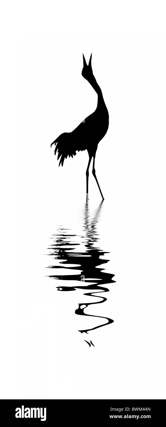 Silhouette di vettore della gru su sfondo bianco Foto Stock