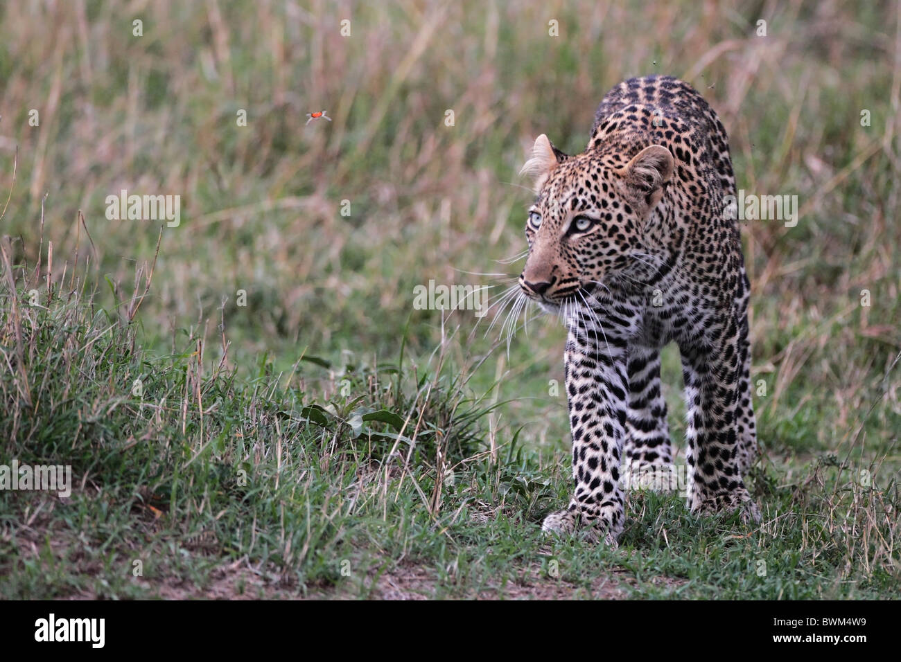 Leopard camminando attraverso una maggiore erba, Masai Mara Game Reserve, Kenya. butterfly, guardando verso l'alto, guardando, lustig, komisch Foto Stock
