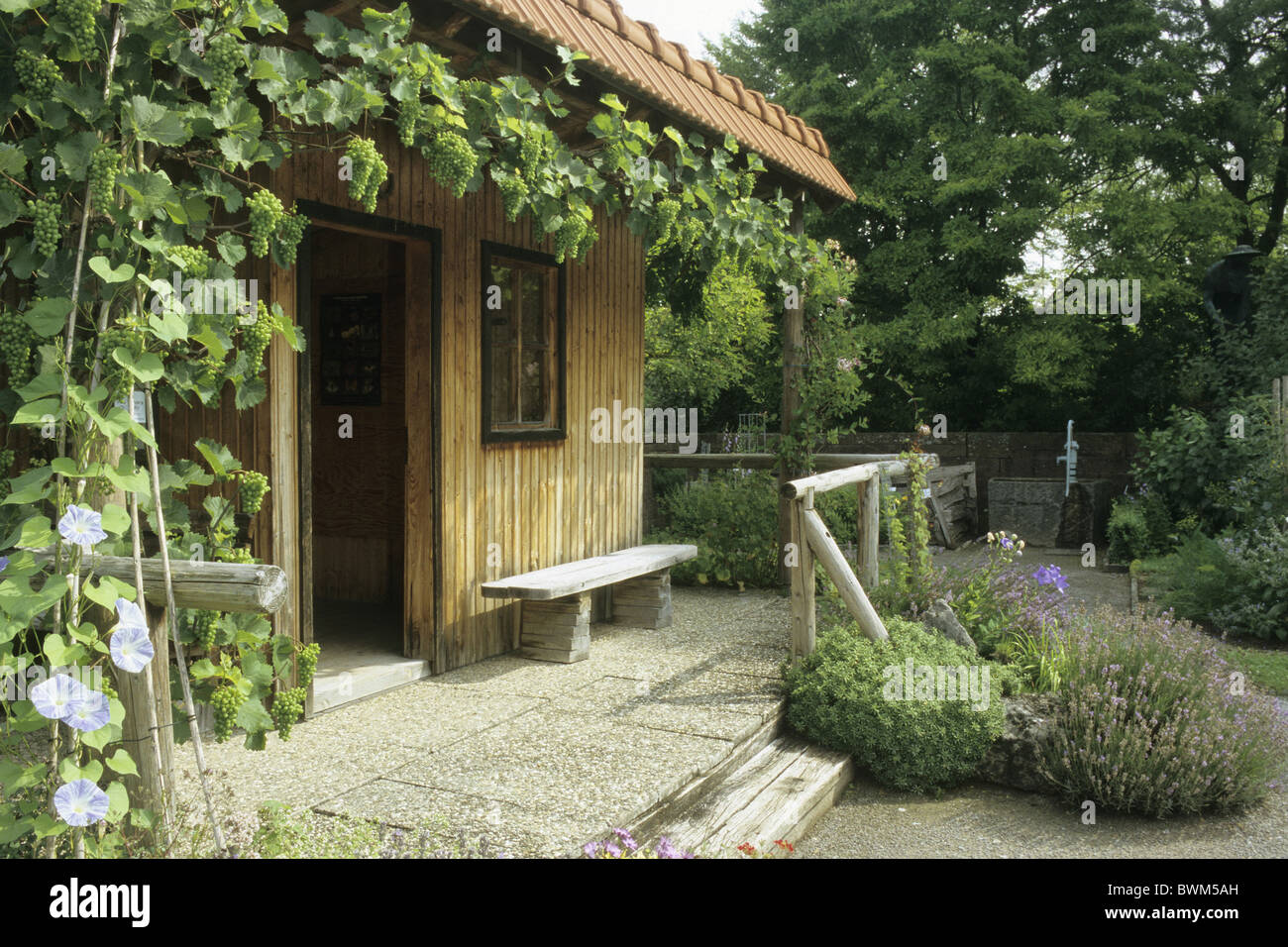 Garden House con uve Comune di vite (Vitis vinifera). Foto Stock