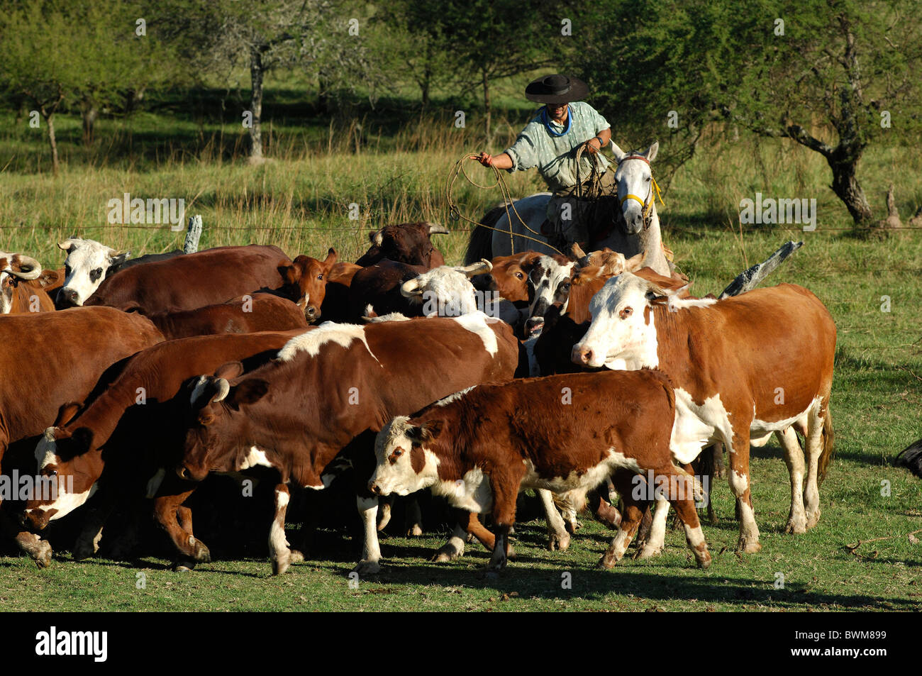 Argentina Sud America gauchos a cavallo da lavoro cavalli uomini uomo vicino a Carlos Pellegrini Corrientes America del Sud Foto Stock