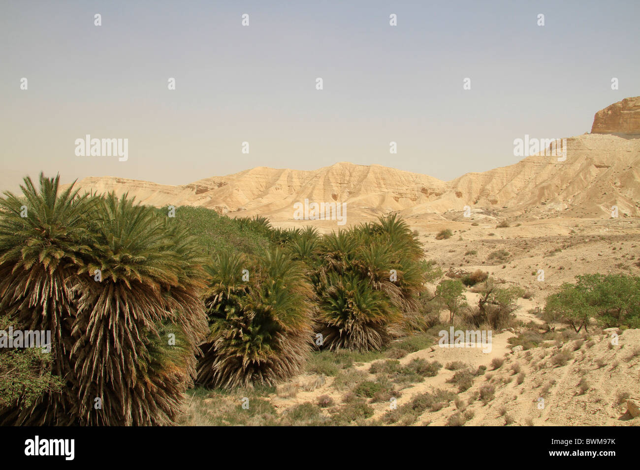 Israele Negev, Ein Shaviv nella valle di Zin Foto Stock