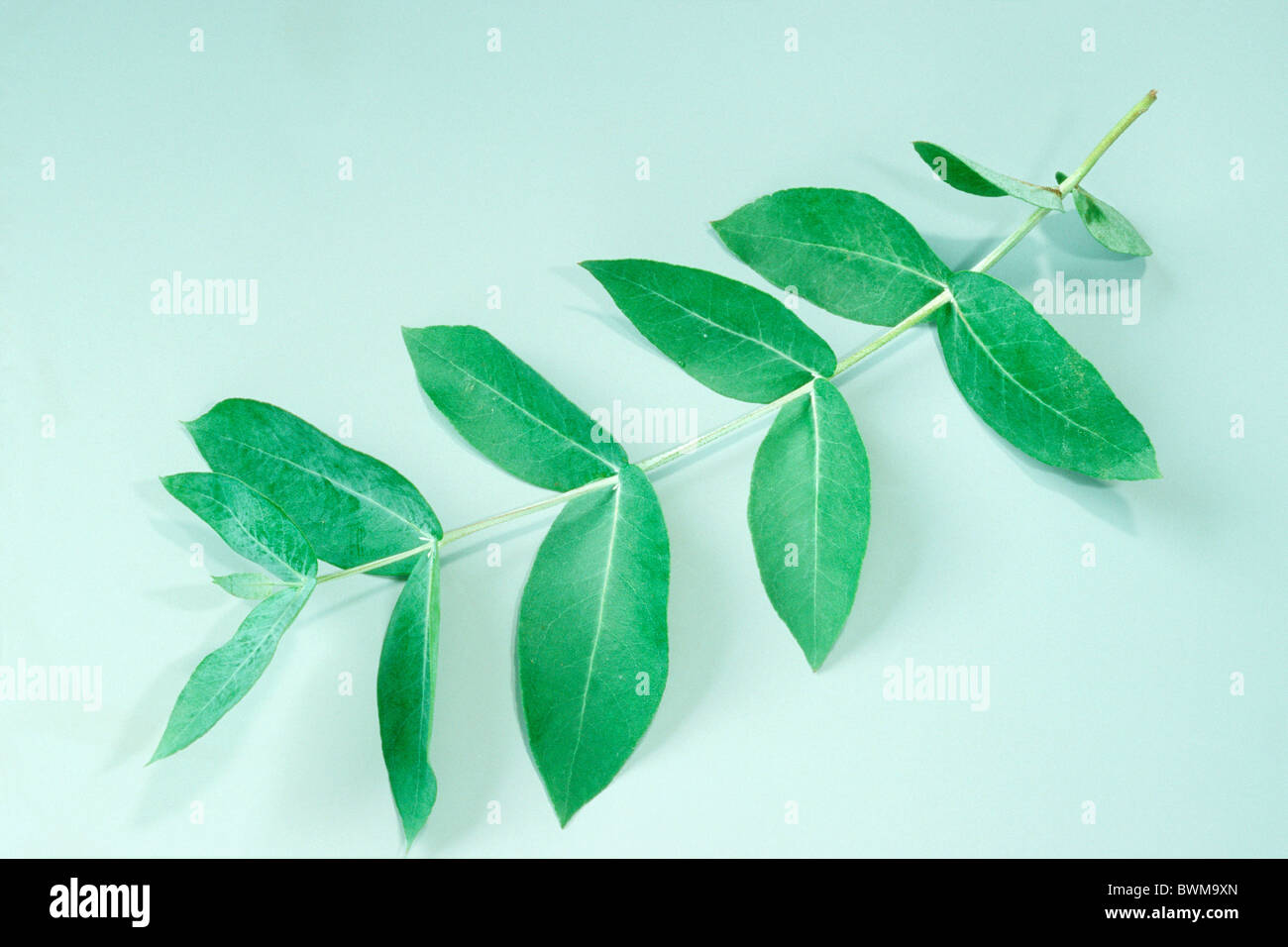 Tasmania gomma Blu, Blu gomma eucalipto (Eucalyptus globulus), ramoscello con foglie, studio immagine. Foto Stock