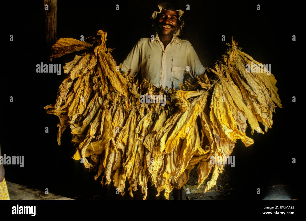 Lo Zimbabwe. Fattoria di tabacco lavoratore vicino Udzi nell est del paese- quando lo Zimbabwe è stato Rhodesia durante il periodo di transizione dopo c Foto Stock