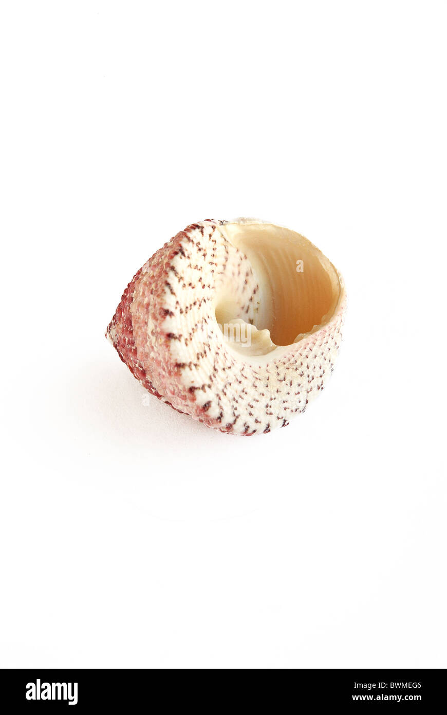 Cockleshell Marine di colore rosa su sfondo bianco Foto Stock