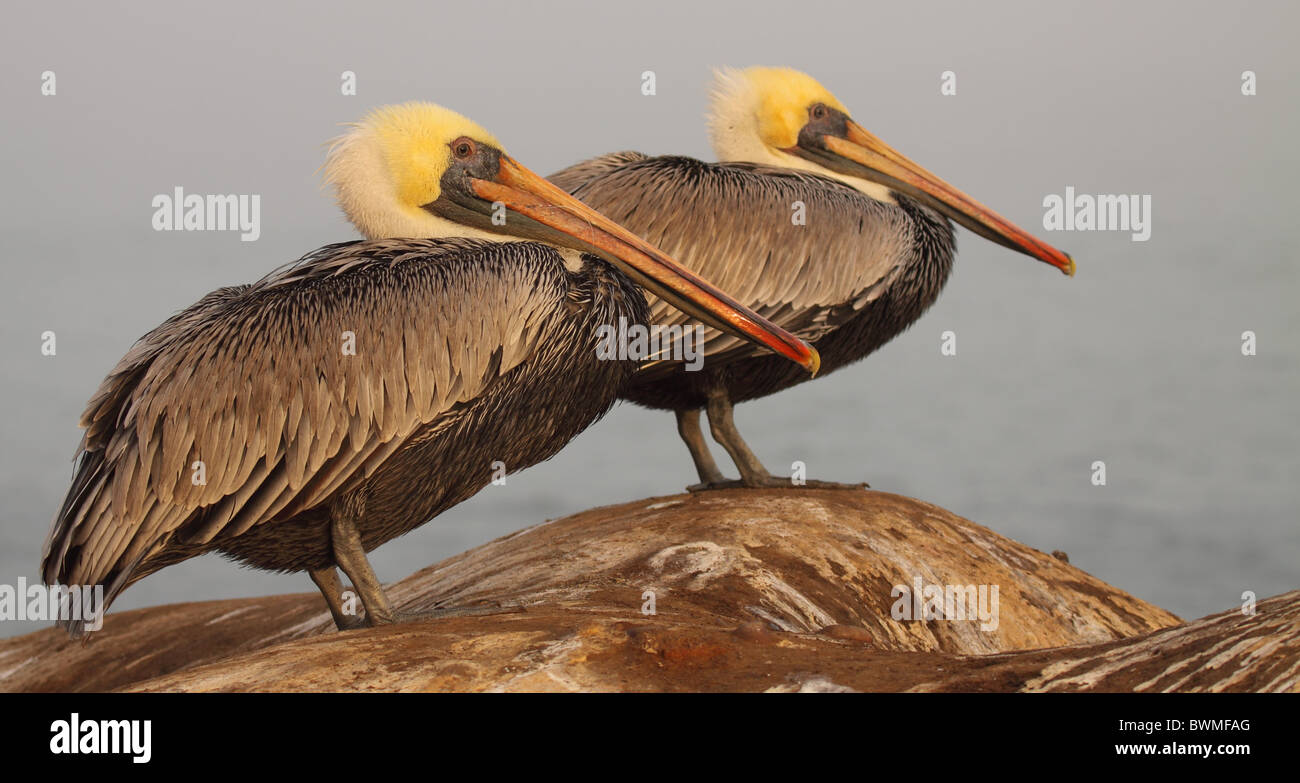 Una coppia di pellicani marroni. Foto Stock
