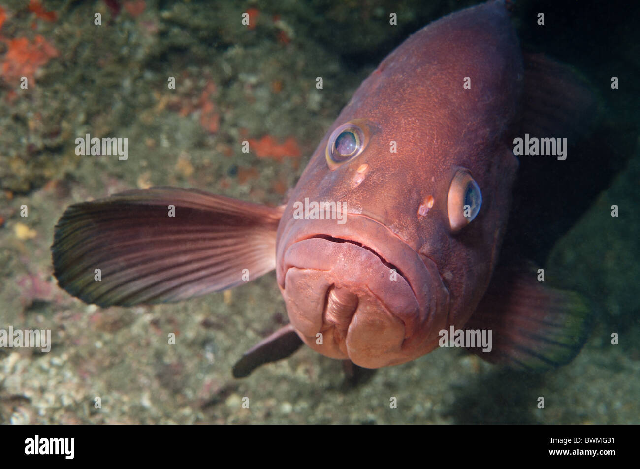 Close up di un Goliath cernia altrimenti noto come Jewfish. Foto Stock