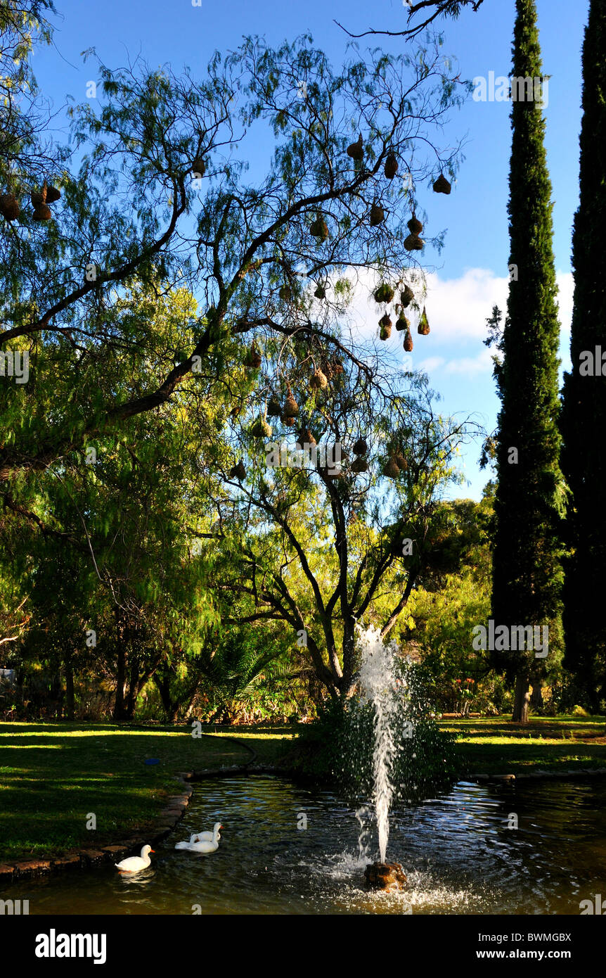 Lord Milner's garden, con weaver nidi di uccelli appesi sugli alberi. Matjiesfontein, Sud Africa. Foto Stock