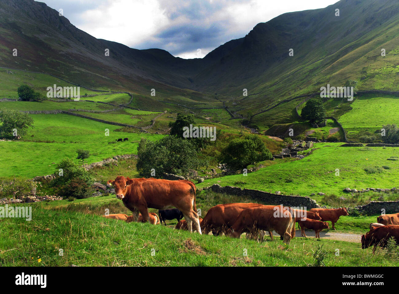 Le mucche pascolano sui lussureggianti e verdi pascoli di Patterdale, Lake District, Cumbria Foto Stock